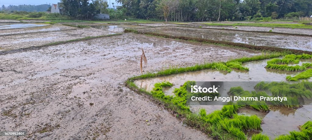 Empty Rice Fields Empty Rice Fields Agricultural Fields Pattern And Texture Stock Photo ...