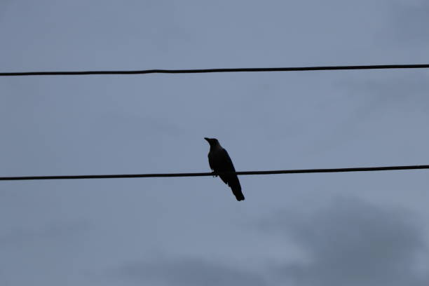 istock The crow is taking rest sitting on the electric wire 1670968410