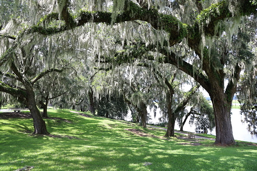 Oak tree with moss, lake in background. Charleston SC, Middleton Place, park, garden, plantation