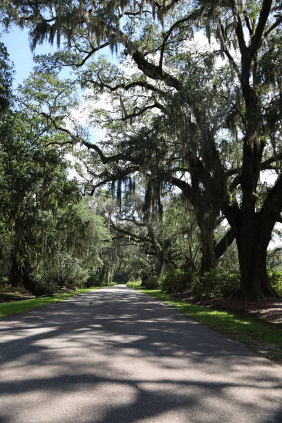 istock Road to the plantation 1670979020