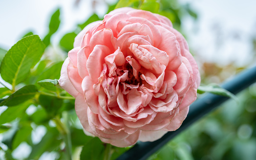 pink rose blooming in the garden