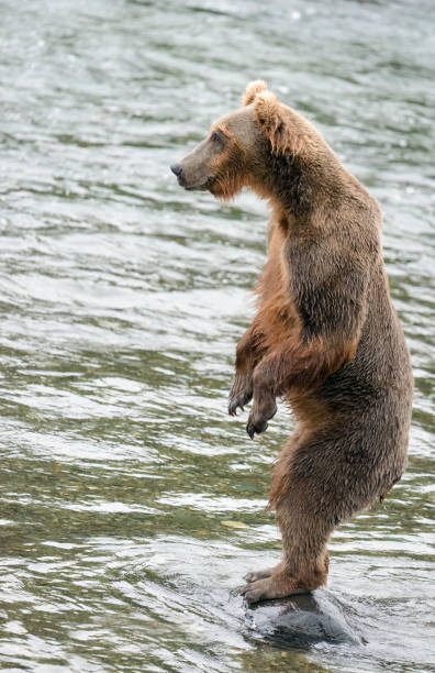 istock A brown bear standing on hind legs at Brooks River. Katmai National Park. Alaska. Vertical format. 1671000033