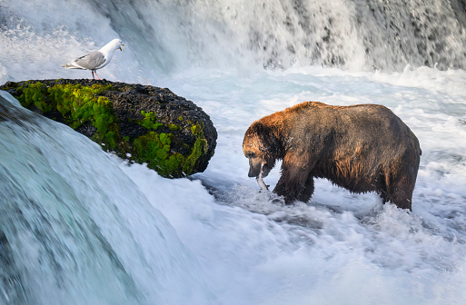 Bird screaming at a brown bear with salmon in its mouth. Brooks Falls. Katmai National Park. Alaska. USA.