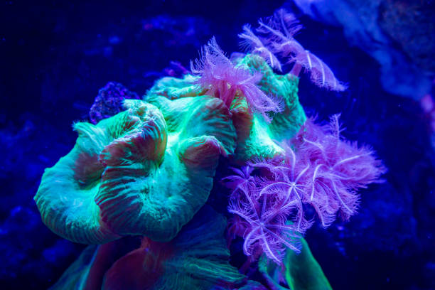 istock Polyp Soft Coral and Neon Green Candy Cane Coral 1671000543