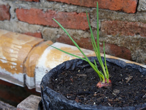 shallots planted in plastic pots