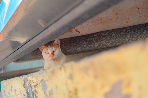 A cat peering through a rooftop crevice at the camera.