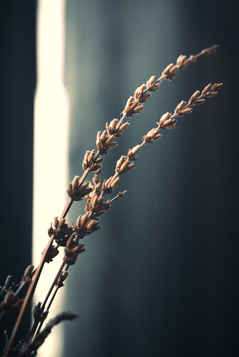 Close-up of dried plants in backlight