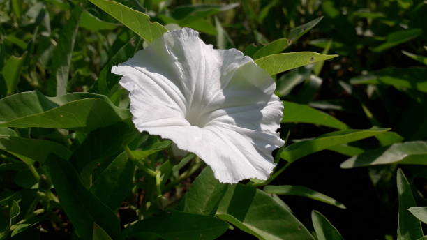 beautiful white flower of ipomoea aquatica or kangkung flower with green leaves - 7678 imagens e fotografias de stock