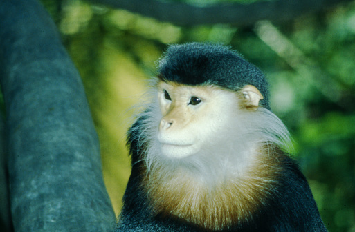 Baboon portrait