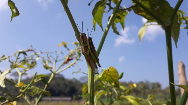 dwóch grassshopperów z mate lub belalang kawin na zielonym drzewie chili - locust two animals insect pest zdjęcia i obrazy z banku zdjęć