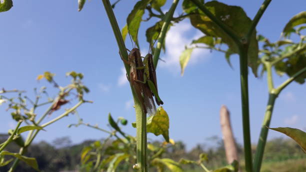 dwóch grassshopperów z mate lub belalang kawin na zielonym drzewie chili - locust two animals insect pest zdjęcia i obrazy z banku zdjęć