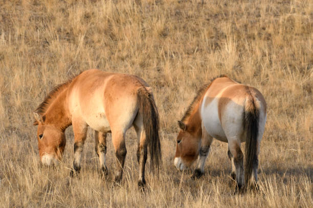 istock przewalski's horses are grazing on field 1671062797