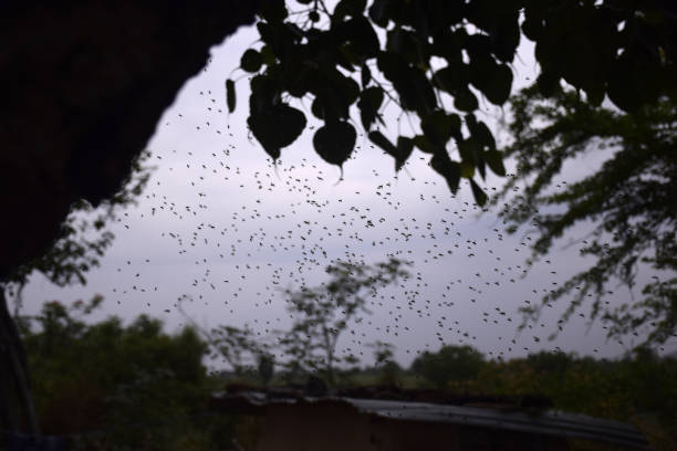 flying bees, cloudy background, Bee swarm in the evening