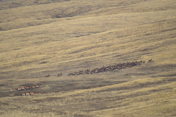A moment where two rare animals, herds of deer and horses are riding together