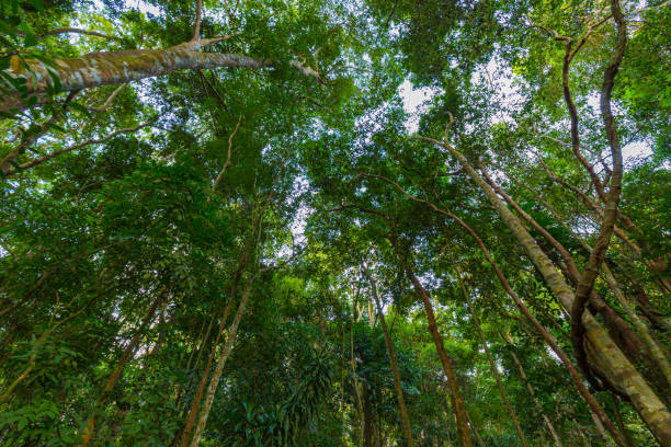 istock Tropical green tree forest big tree green leaf fresh ozone nature 1671093301