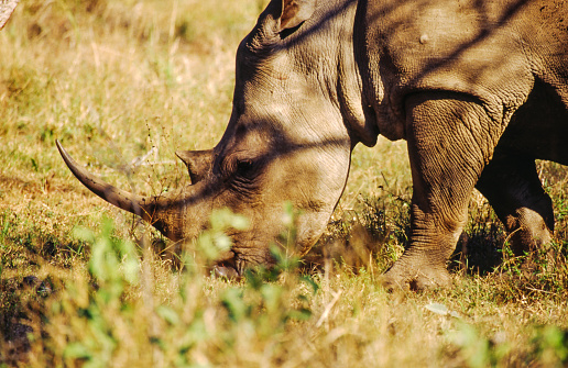 Rhinoceroses are universally recognized by their massive bodies, stumpy legs and either one or two dermal horns. In some species, the horns may be short or not obvious. They are renowned for having poor eyesight, but their senses of smell and hearing are well developed.