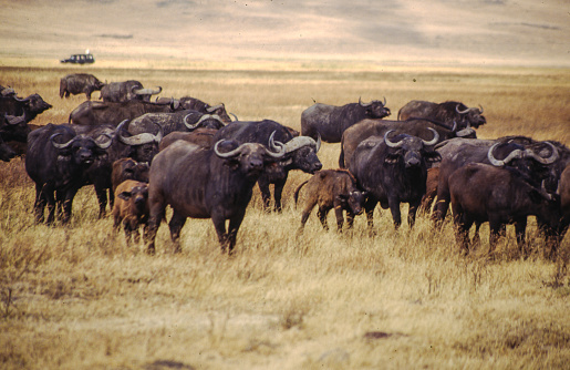 Water buffalo are large, black-pelted grassland animals that can weigh up to 1,764 pounds and the most common buffalo species.