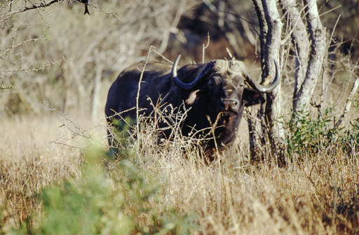 Water buffalo are large, black-pelted grassland animals that can weigh up to 1,764 pounds and the most common buffalo species.