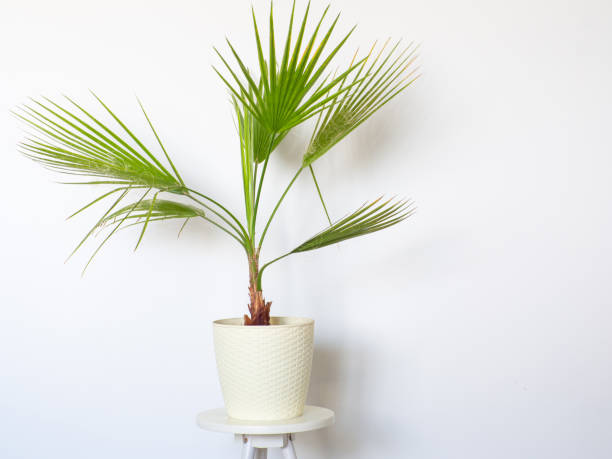 istock Washingtonia filifera at home 1671124291