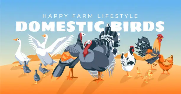 Vector illustration of domestic farm birds in the meadow. Chicken, turkey, goose, rooster. Advertising of natural products of agriculture and agriculture. Horizontal flyer, poster. Vector illustration