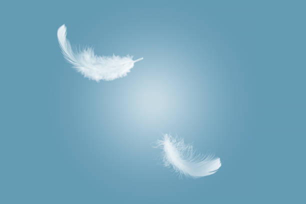 istock Abstract White Bird Feathers Floating in The Air. Freedom, Feather Softness, Falling White Feathers. 1671142695