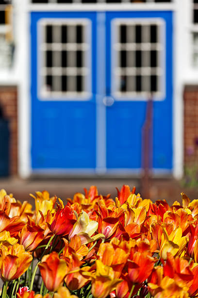 A lush bed of vibrant colored tulips set off a set of colonial style doors in Holland Michigan during the annual tulip festival