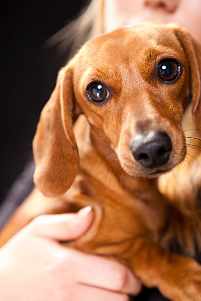 dachshund de cão bonito detalhe - dachshund dog reliability animal imagens e fotografias de stock