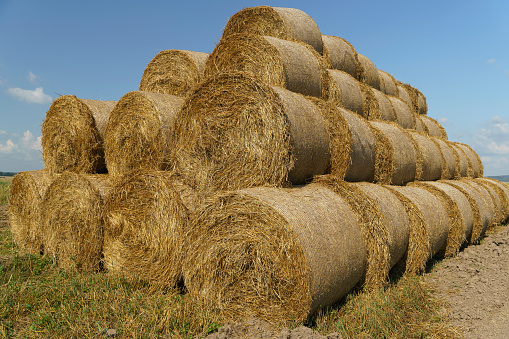Harvest straw and hay on agricultural field in summer. Rural landscape with hay and straw. High quality photo