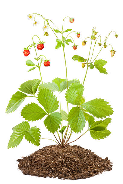 istock Bush of wild strawberries 167116582