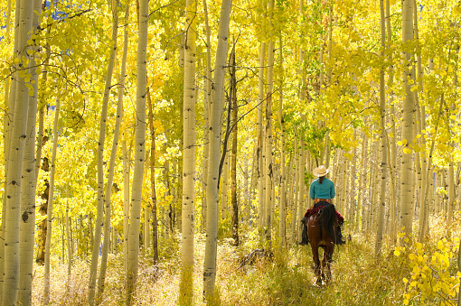 a woman riding a horse underneath an autumn aspen tree forest landscape. vertical wide angle, low angle composition taken in the san juan range of the colorado rocky mountains. such beautiful nature scenery and outdoor sports and adventure can be found in durango, colorado.