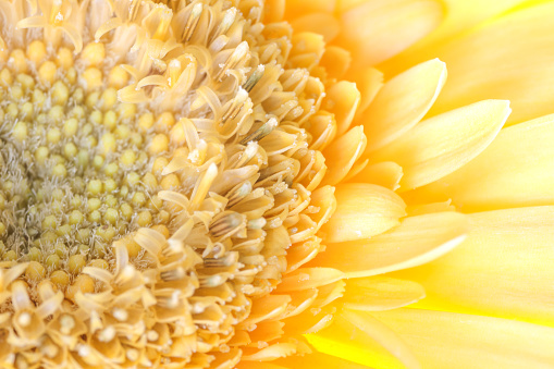 delicate beautiful yellow calendula flower, macro on a blurred background, shallow depth of field