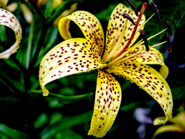 istock tiger lily bud with raindrops on the petals, macro 1671185809