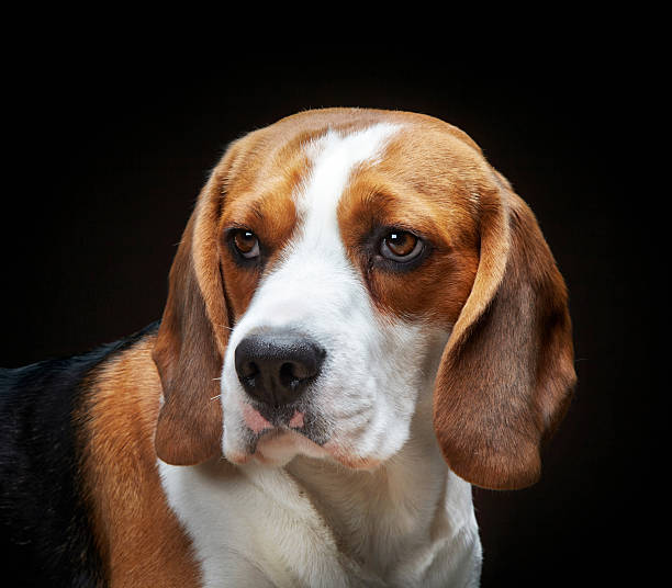 istock Portrait of young dog beagle 167118714