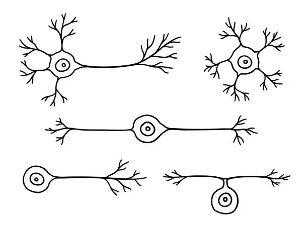 Vector illustration of Hand-drawn neurons