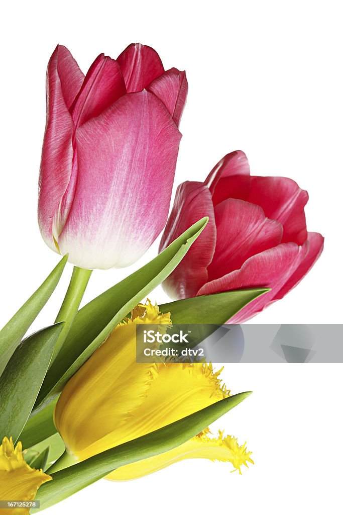 Fiori di primavera - Foto stock royalty-free di Bellezza naturale