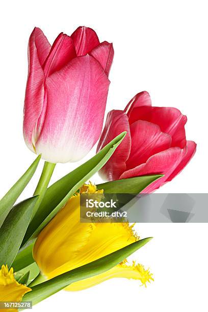 Foto de Flores Da Primavera e mais fotos de stock de Amarelo - Amarelo, Beleza natural - Natureza, Bouquet