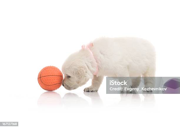 Photo libre de droit de Petit Mignon Chiot Golden Retriever Sur Fond Blanc banque d'images et plus d'images libres de droit de Animaux de compagnie - Animaux de compagnie, Animaux domestiques, Blanc