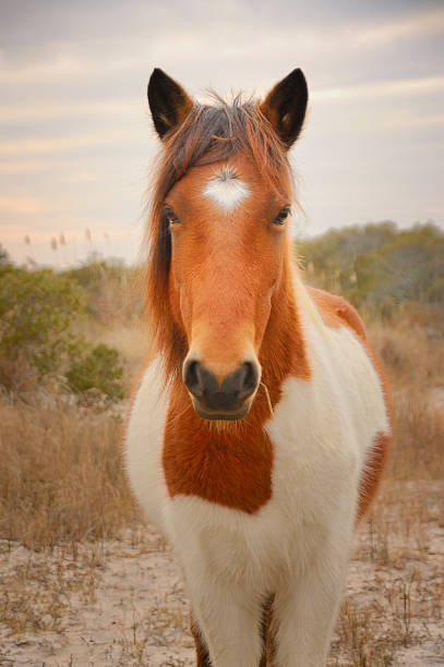Assateague Island Wild Horse Portrait Wild ponies roam freely around Assateague National Seashore, usually biting people who get too close. You can get as close as you dare, first aid is generally available. This guy thinks he's posing for a very important picture, actually he's just waiting for me to turn my back so he can bite me from behind. assateague island national seashore photos stock pictures, royalty-free photos & images