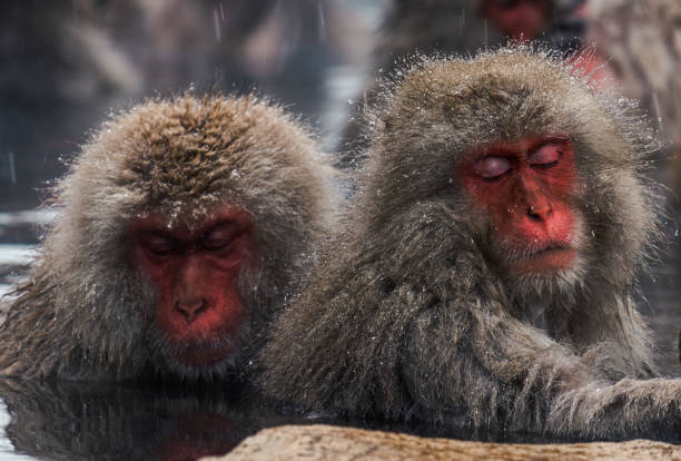 Snow monkey, Jogokudani, Nagani Prefecture, Japan
