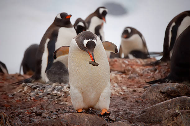 istock Paradise Bay Gentoo Penguin Stepping 167129187