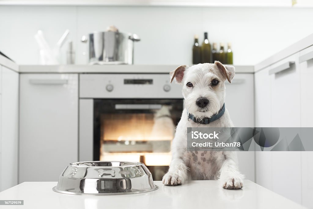 Cão espera para uma refeição saudável - Foto de stock de Cozinha royalty-free