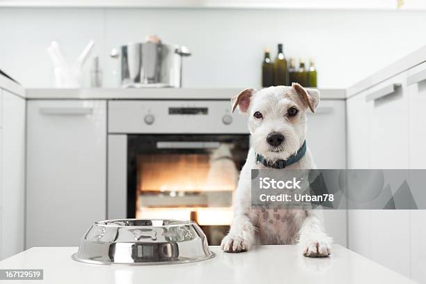 Foto de Cão Espera Para Uma Refeição Saudável e mais fotos de stock de Cozinha - Cozinha, Cão, Forno