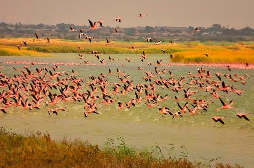 Kamfers Dam on the outskirts of Kimberley South Africa is a prime breeding ground for the  Lesser Flamingo,Phoenicopterus minor, and here we have a stunning display of pink as these guys have been spooked, but not by me. The industrial area in the background and the untreated sewage of the nearby township is destroying this breeding ground.