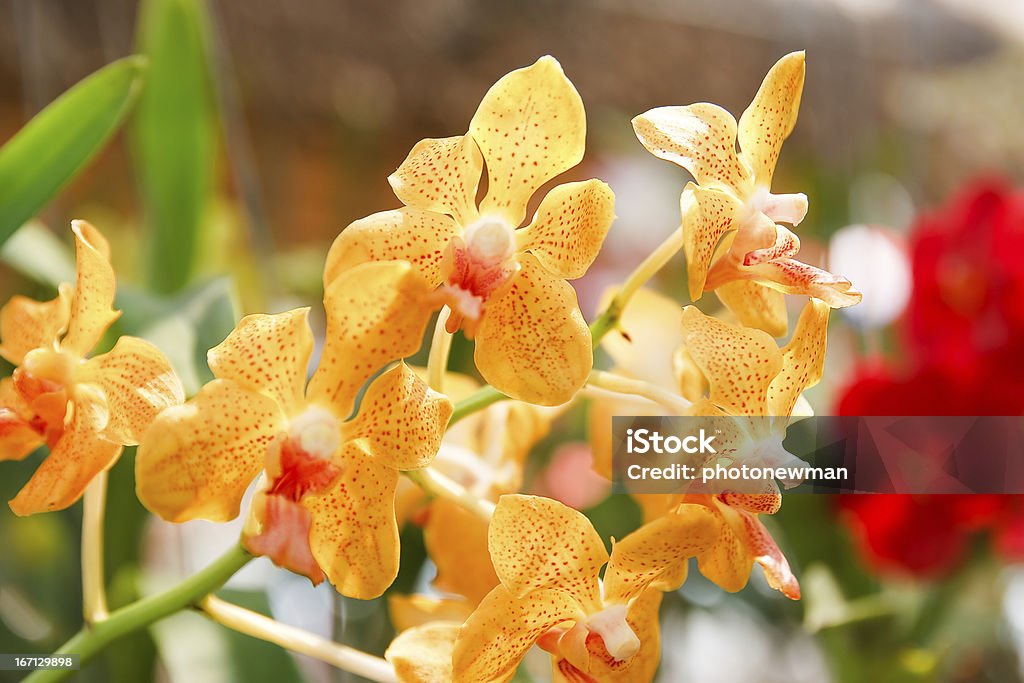 Orchid Flowers - Foto de stock de Amarillo - Color libre de derechos