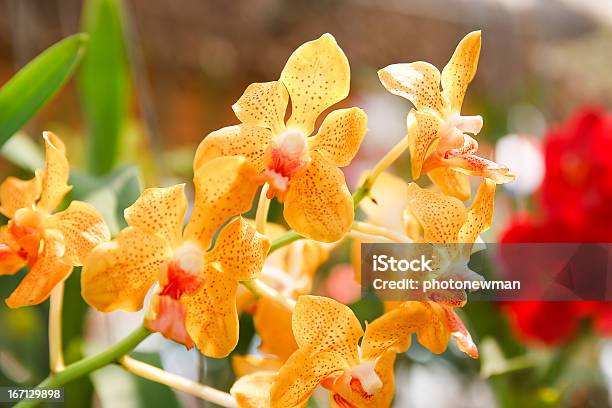 Orchid Flowers Foto de stock y más banco de imágenes de Amarillo - Color - Amarillo - Color, Brote, Espacio en blanco