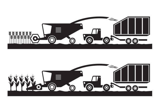 mähdrescher und traktor in weizen- und maisfeldern - corn stubble illustrations stock-grafiken, -clipart, -cartoons und -symbole