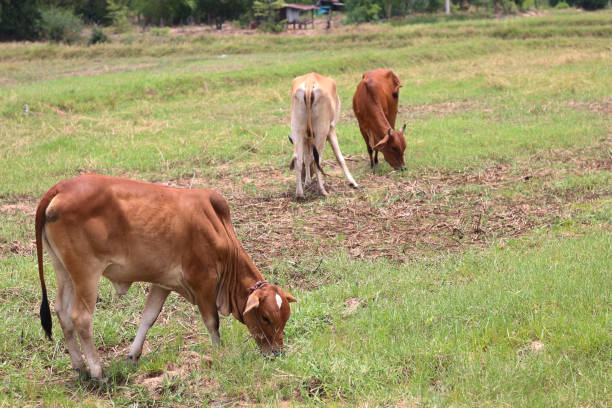 istock Cows eat grass in the field 1671301807
