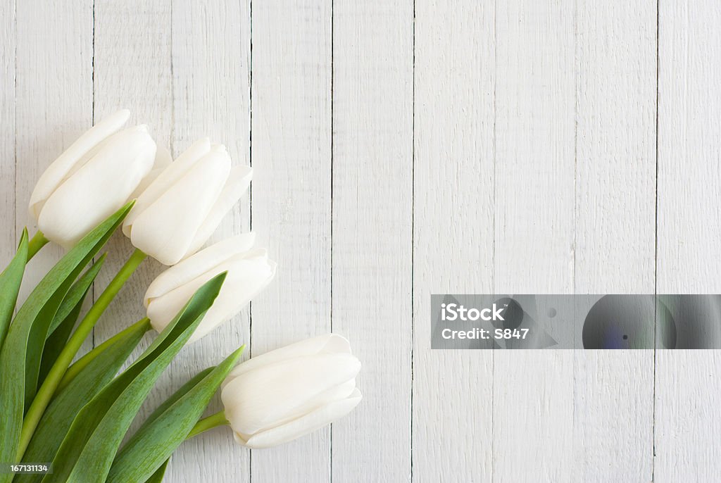 Tulipani bianchi - Foto stock royalty-free di Bianco