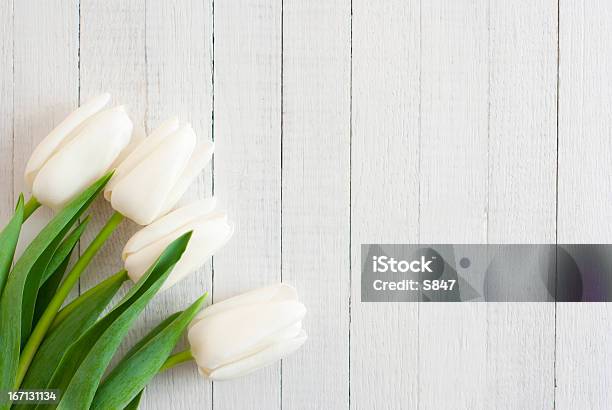 Tulipani Bianchi - Fotografie stock e altre immagini di Bianco - Bianco, Tulipano, Bocciolo