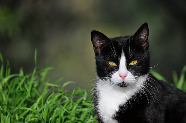 istock Portrait of a cat 167131701